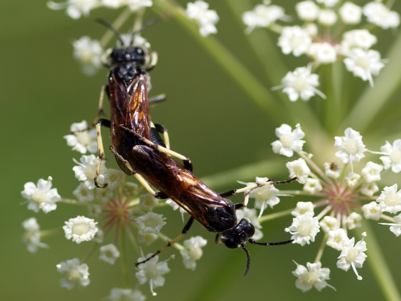 Tenthredinidae